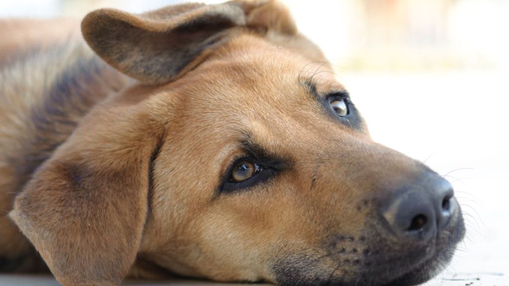 Stray dog, similar to the one rescued from the bottom of a sewer in California, lying on the floor.