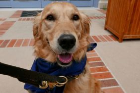 An adorable Golden Retriever, much like some of the therapy dogs who help USA Gymnastics athletes, sitting on the floor and smiling.