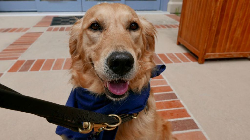 An adorable Golden Retriever, much like some of the therapy dogs who help USA Gymnastics athletes, sitting on the floor and smiling.