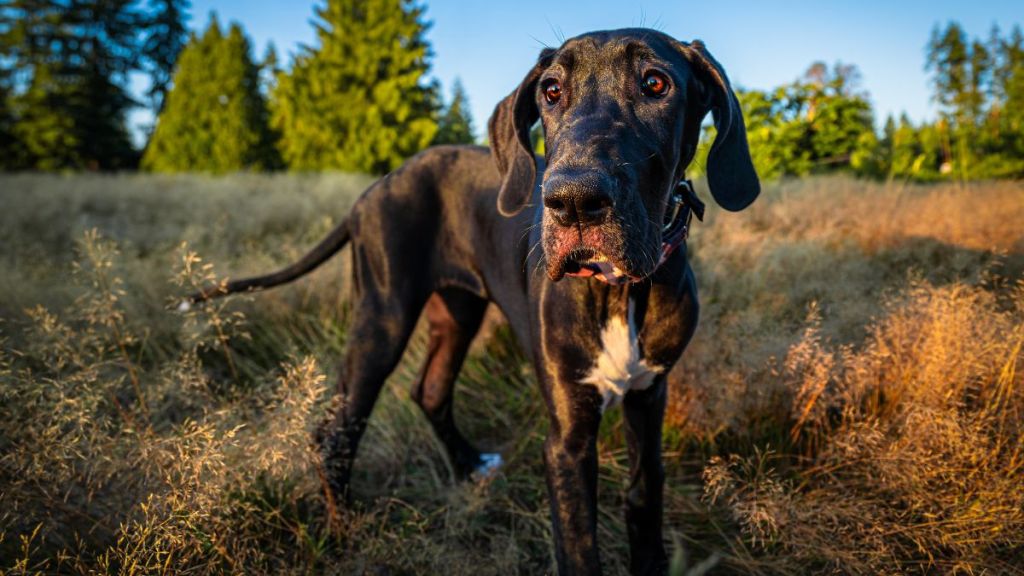 Great Dane standing on field against sky, Woodinville, Washington, United States, USA.