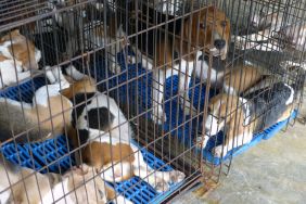 Close up of dog cage with Beagles.