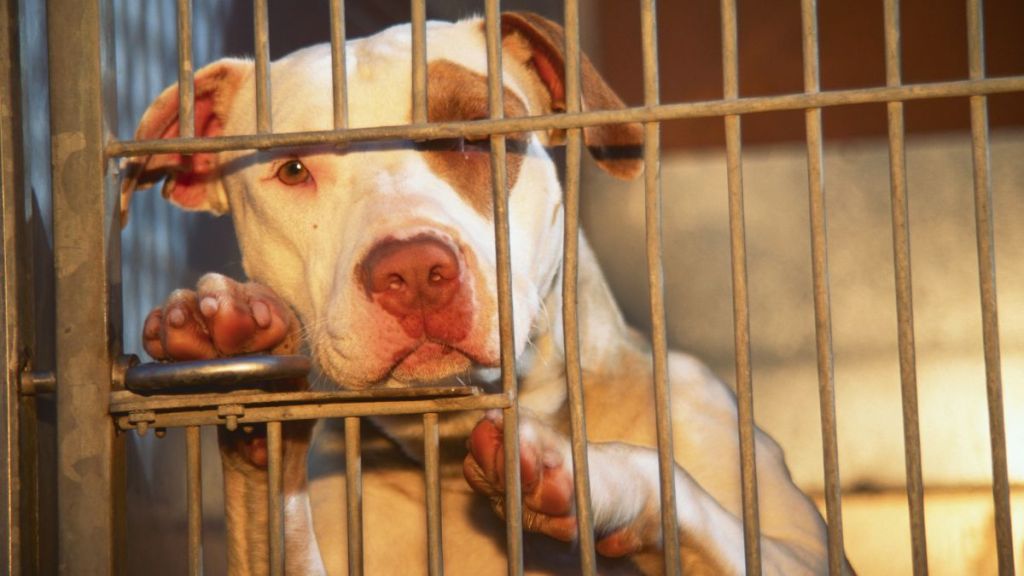 Pit Bull mix in an animal shelter.