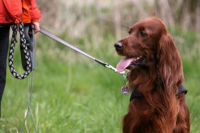 Irish Setter on a leash