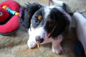 A four-month-old piebald miniature long-haired dachshund puppy, similar to the one stolen from a parked car in Ellsworth, Maine, begs for more toys.