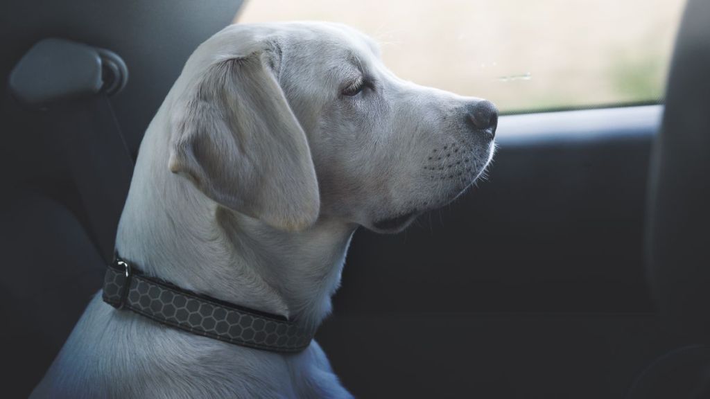 Young cute labrador retriever dog sitting in a car back seat looking through the window.