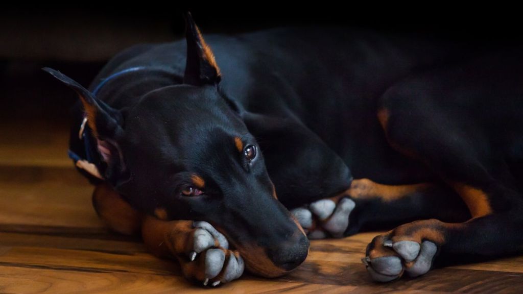 Doberman Pinscher lying curled up on a wooden floor, similar to the missing dog in California in Joshua Tree National Park.