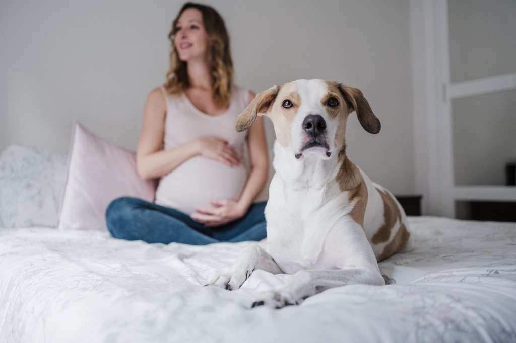 Dog sitting on bed while pregnant woman contemplating in background at home.