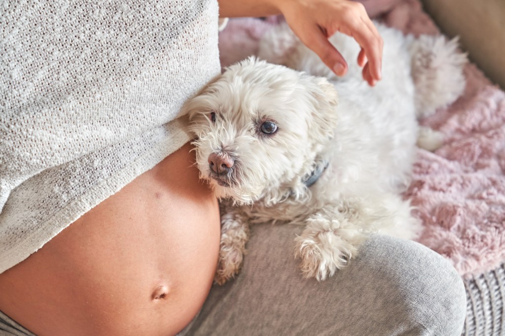 Unrecognizable pregnant woman on the sofa with her dog.