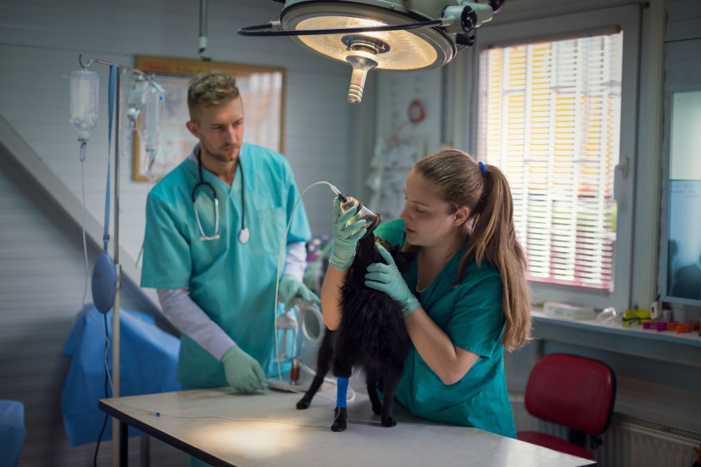 Technician giving dog anesthetic for surgery.