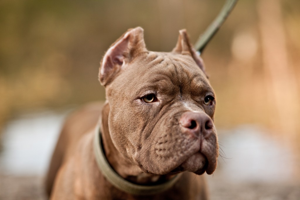 American Bully dog in nature.