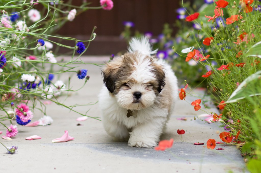 Lhasa Apso puppy walking in a garden.