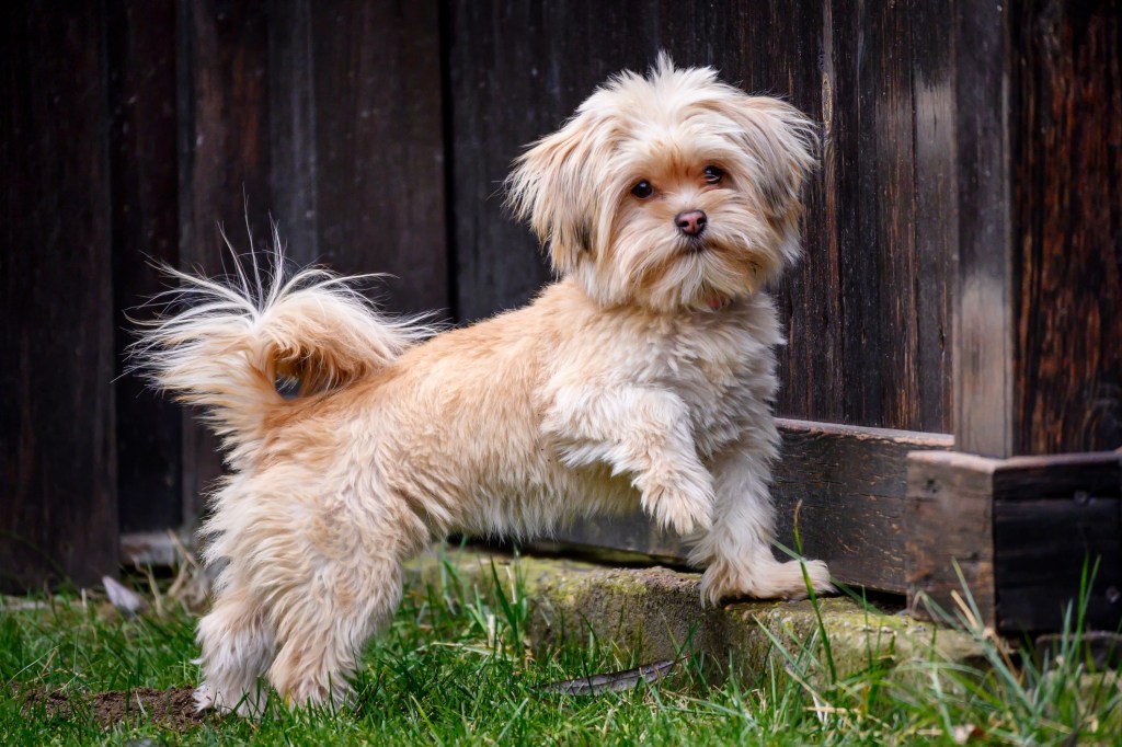 Cute Lhasa Apso puppy.