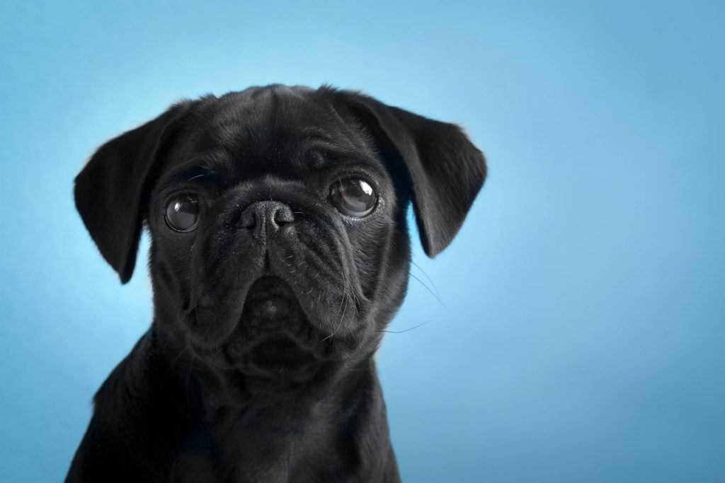 Black Pug puppy against blue background.