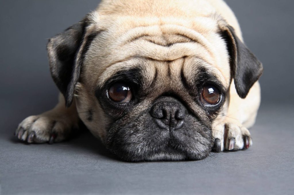 Cute Pug puppy with big eyes.