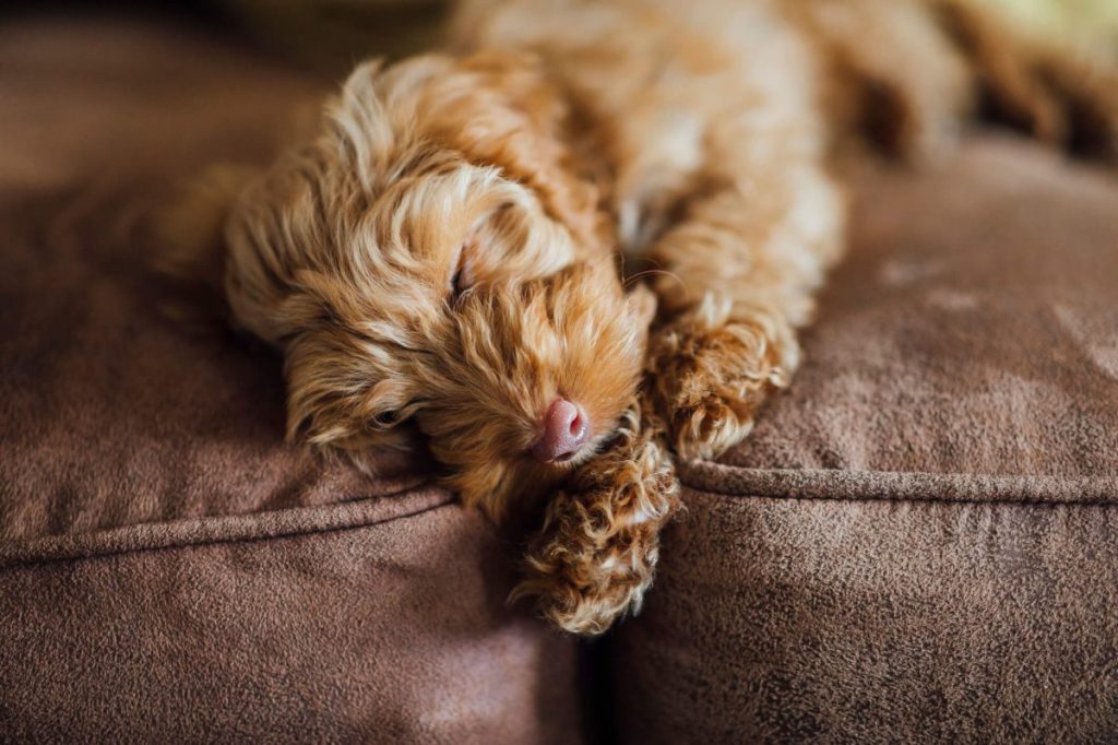 Cockapoo puppy sleeping on couch.