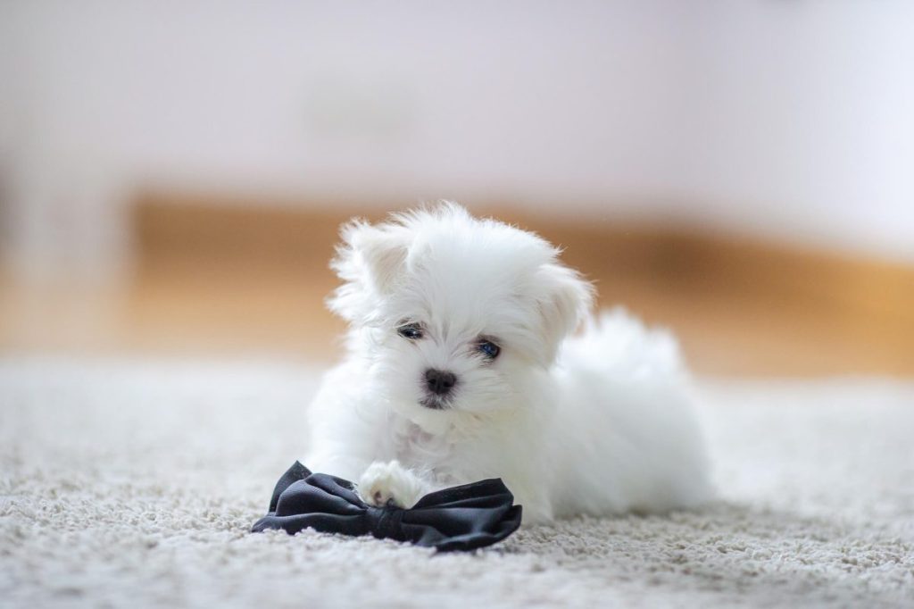 Cute small Maltese puppy.