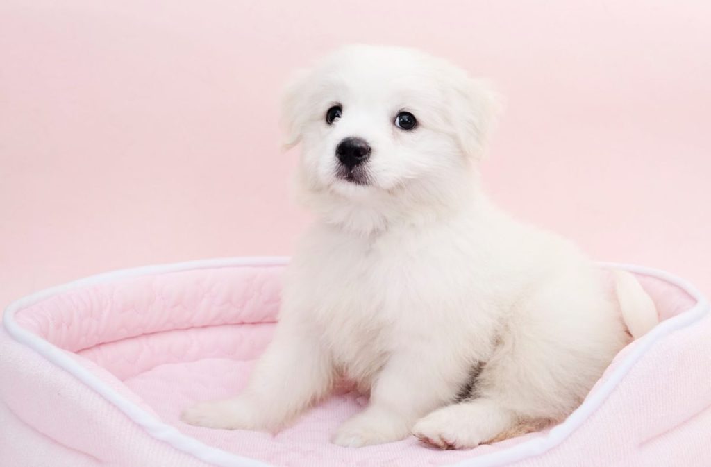 Maltese in a dog bed.