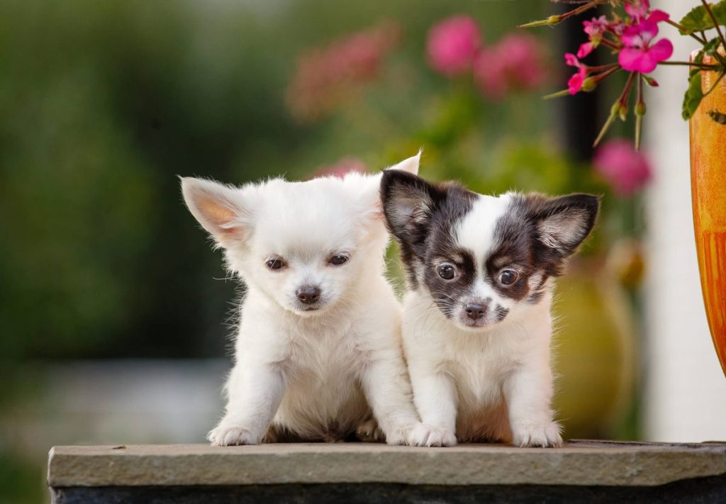 Two cute Chihuahua puppies.