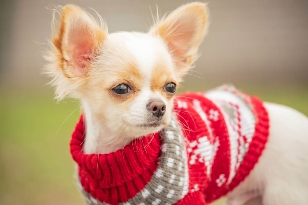 Chihuahua puppy dressed in a red sweater.