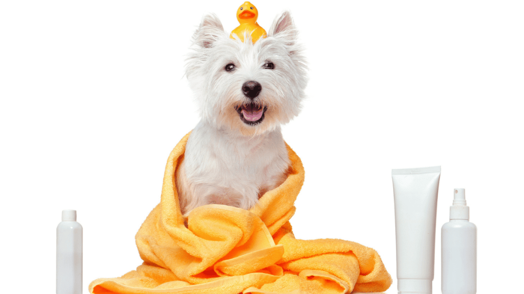 dog with dog shampoos