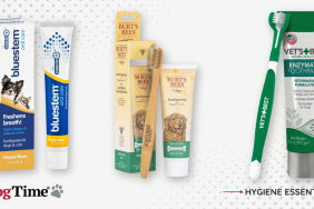 Best Dog Toothbrushes