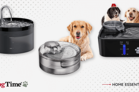 best dog water fountains