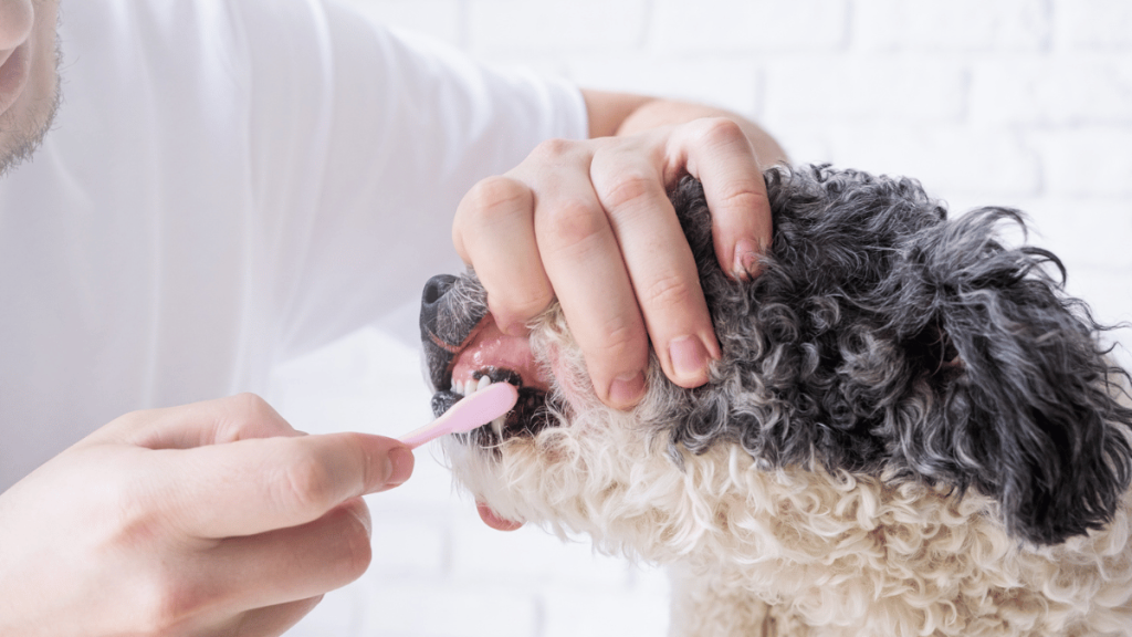 brushing dog teeth