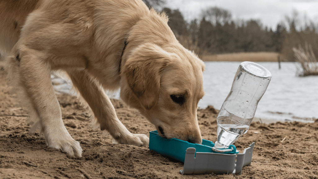 dog drinking water