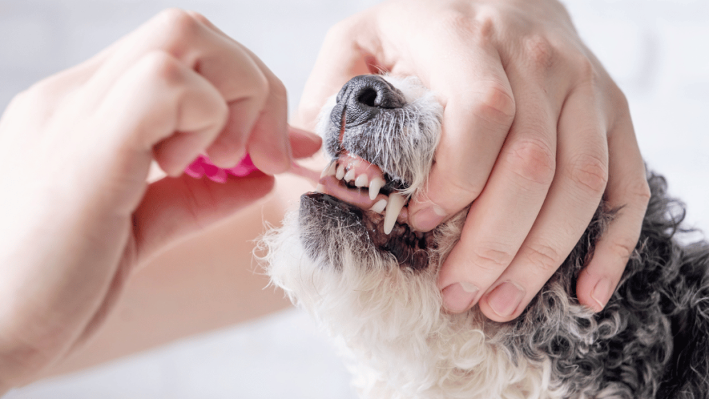 dog toothbrush