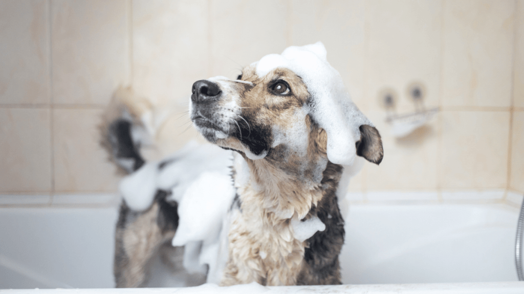 bathing dog