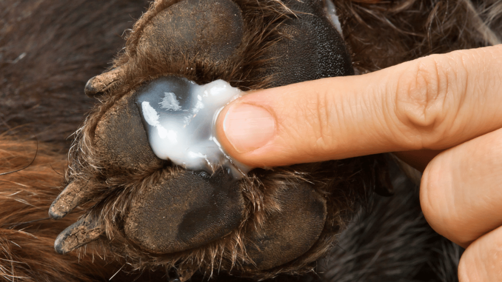 applying paw balm on dog paws