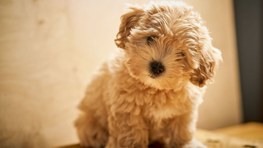 Adorable little beige puppy, who looks similar to Demi Lovato's new dog named Pickle, sits on wooden table.