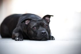 Staffordshire-Bullterrier lays on the ground. Looks similar to the dog dumped over an Atlantic City, New Jersey, shelter fence by a man who is a repeat offender, making the Pit Bull his fourth.