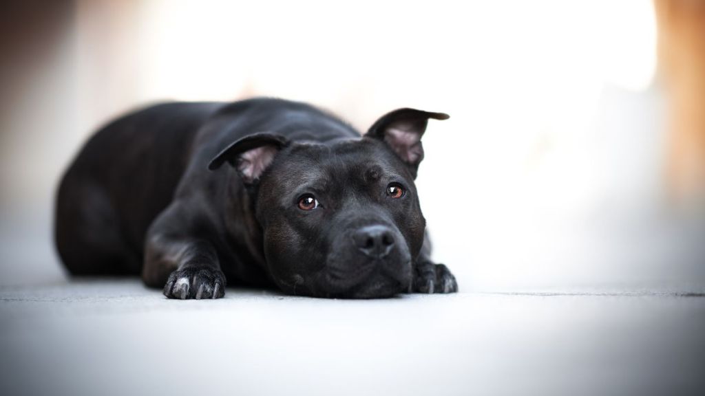 Staffordshire-Bullterrier lays on the ground. Looks similar to the dog dumped over an Atlantic City, New Jersey, shelter fence by a man who is a repeat offender, making the Pit Bull his fourth.