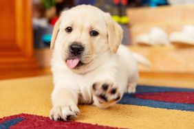 6 weeks old yellow Labrador Retriever puppy, who is a little younger than Hampton Police Department's new comfort dog, sitting on living room carpet with a paw raised in air willing to play.