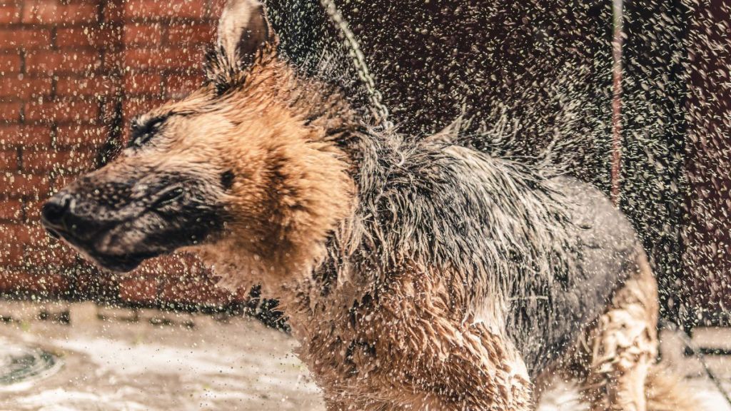 A German Shepherd, much like the lost dog rescued by a trooper in pouring rain in Kingsport, Tennessee, shaking out all the water after getting wet.