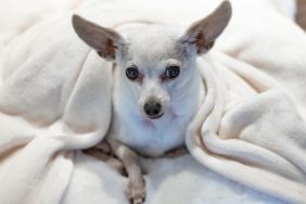 Senior Chihuahua, similar to the dog who went missing for nine years and recently returned home in Las Vegas, Nevada, sitting on a white, fluffy pillow with blanket over them.