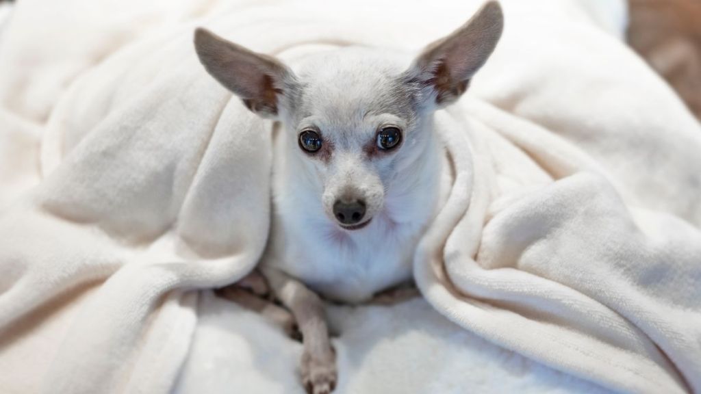 Senior Chihuahua, similar to the dog who went missing for nine years and recently returned home in Las Vegas, Nevada, sitting on a white, fluffy pillow with blanket over them.