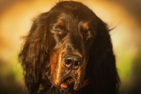 Gordon Setter dog, similar to the one who slept through his 40th and final blood donation session in UK, with closed eyes outdoors enjoying a sunny day in the park.