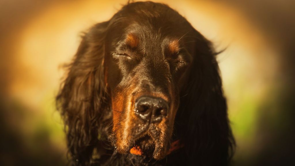 Gordon Setter dog, similar to the one who slept through his 40th and final blood donation session in UK, with closed eyes outdoors enjoying a sunny day in the park.