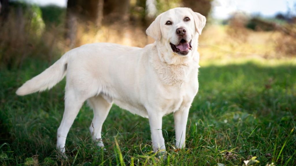 Cheerful Labrador Retriever, similar to the mixed breed dog with bowl stuck on his head in Manvel, Texas, in a lawn.