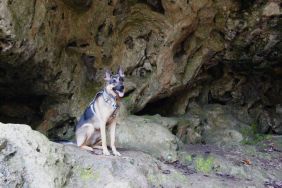 German Shepherd dog smiling and posing for camera in a cave in southern Virginia, similar to the one from which a pup was miraculously rescued by cavers from several feet underground.