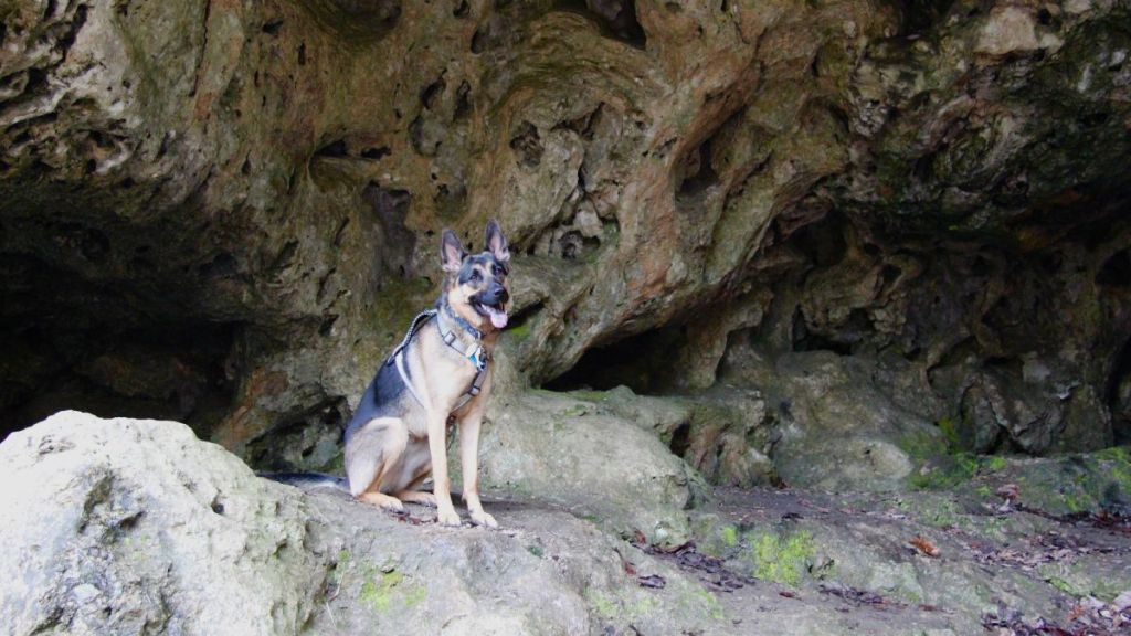 German Shepherd dog smiling and posing for camera in a cave in southern Virginia, similar to the one from which a pup was miraculously rescued by cavers from several feet underground.