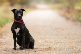 A black mixed breed dog, similar to the one who found a new forever home with the help of a viral TikTok video after being returned to the shelter after eight years with a family.