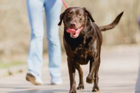 A purebred chocolate Labrador Retriever, similar to one of the dogs that died due to heat stroke while under care of pet sitter in Houston, Texas, enjoying a walk outside on a sunny day in Portland Oregon in springtime.