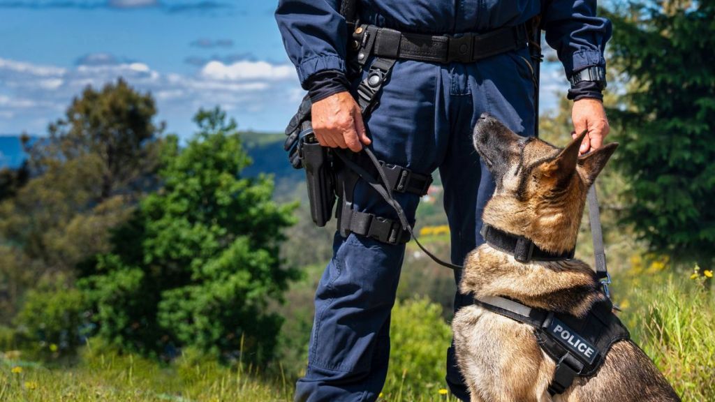 Police officer with his German Shepherd K-9 dog. Police dog looks similar to Archer, who died after tracking a suspect in 90-degree weather in the middle of a heatwave in Florida.