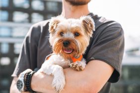 Cute Yorkie in the arms of a young man against the backdrop of a city. Small dog breeds like Yorkshire Terriers and Shih Tzus were found to be the most popular among New York City residents.