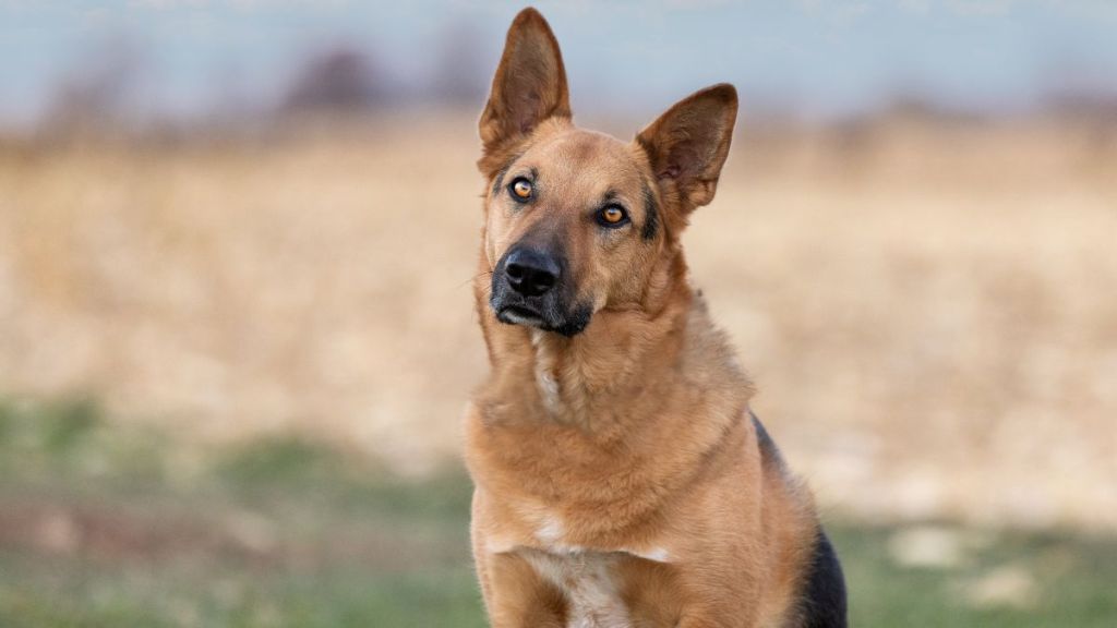 Black and Tan German Shepherd dog sitting in a field, who looks similar to the dog who spent four years in a small pen in North Carolina and recently found a loving home in New York.