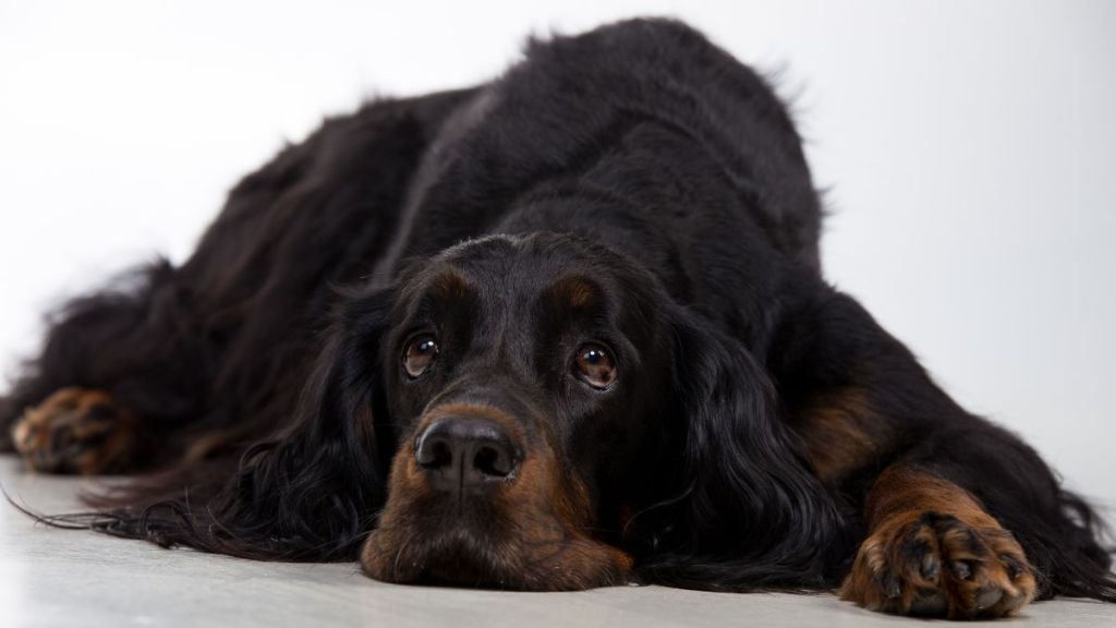 Gordon Setter, lying on the ground. The dog looks similar to the one who went missing in Orange County, Florida after getting scared of 4th of July fireworks and was hit by a car.