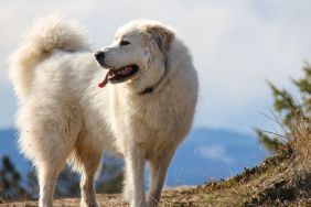 Great Pyrenees on a mountain hiking trail, similar to the one where a dog was carried down from in Oregon after he injured his paw.